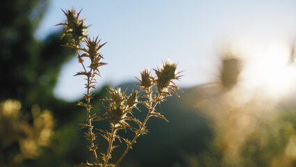 Thorny Flower at sunset light