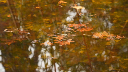 Yellow autumn leaves in a puddle