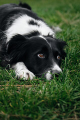 The black and white border collie has its head on the green grass and is posing with sad brown eyes. An adorable smart dog performs a trick while walking in the park.