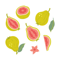 Set of guava and parts isolate on a white background. Vector graphics