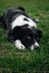 The black and white border collie has its head on the green grass and is posing with sad brown eyes. An adorable smart dog performs a trick while walking in the park.