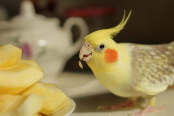 Corella parrot eats apple seeds