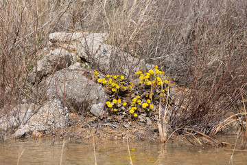 nature, spring, grass, plant, tree, flower, flowers, landscape, sky, yellow, summer, garden, meadow, blossom, autumn, field, water, leaf, bloom, flora, lake, leaves, river, season, trees