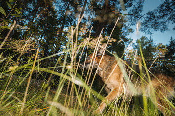 German Shepherd, a carnivorous dog breed, is running in a natural landscape with a stick in its mouth. Dog Run With Wooden Stick In Summer Forest Season. Cute Beautiful Shepherd Dog Running On country