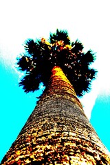 evocative pop art image of a woman's trunk
palm tree with foliage on the pop art background