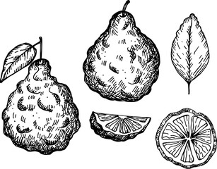 Bergamot engraved sketch ink hand drawn vector illustration Isolated background. Vintage texture graphic Kaffir citrus fruit, slices, flower. Organic food ingredient, essential oil, beauty spa, tea 