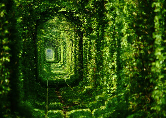 The green long tunnel of love with a railway