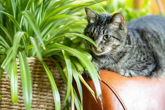 a tabby cat lying next to a spider plant