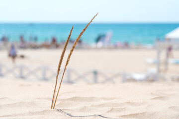 Dry grass on dunes on background of blurred beach with white gazebo and blue sea on summer day....