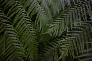 Fern leaves on dark background. Closeup of mexican tree fern lush foliage - 751385530