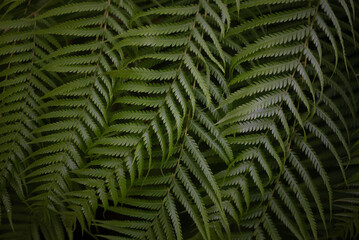 Fern leaves on dark background. Closeup of mexican tree fern lush foliage - 751385556
