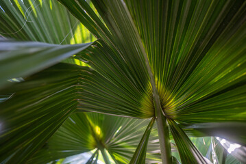 Green palm leaf background. Close-up of a mexican fan palm foliage - 751385793