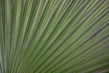 Green palm leaf background. Close-up of a mexican fan palm foliage - 751385935
