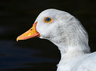 portrait of a goose