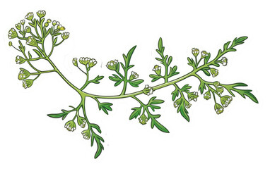 Yarrow Branch Decal isolated on transparent Background