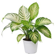 The Beauty of Dieffenbachia, the Dumb Cane, on White isolated on transparent background PNG file plant in a pot 