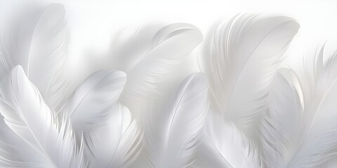 white feathers background - obrazy, fototapety, plakaty
