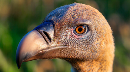 Eurasian Griffon Vulture, Gyps fulvus, Agricultural Fields, Castilla y Leon, Spain, Europe