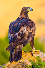 Golden Eagle, Aquila chrysaetos, Mediterranean Forest, Castile Leon, Spain, Europe