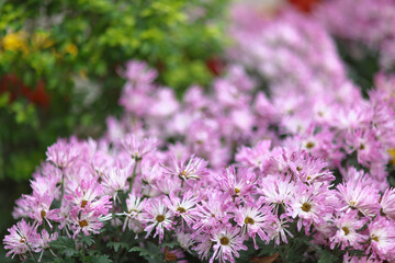 Obraz premium a cluster of orange chrysanthemum flowers at spring
