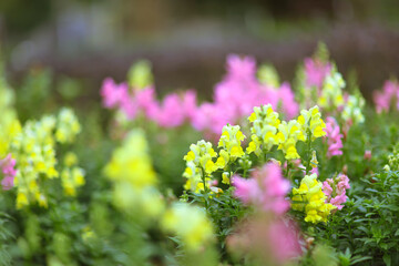 Obraz premium a Beautiful Antirrhinum majus dragon flower is blooming in the garden