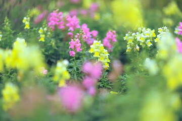 Obraz premium a Beautiful Antirrhinum majus dragon flower is blooming in the garden