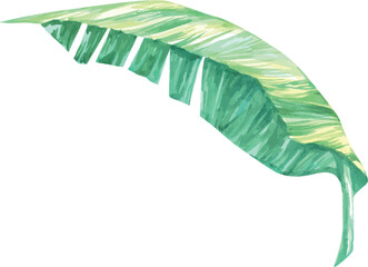 Palm leaf, monstera plant. Hand drawn watercolor plant of paradise. Tropics, jungle, exotic, paradise