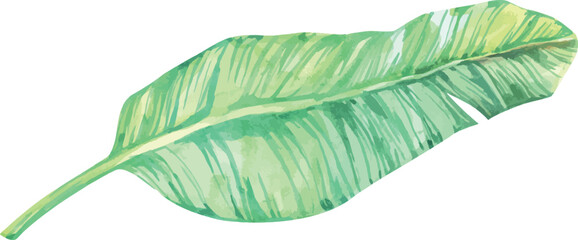 Palm leaf, monstera plant. Hand drawn watercolor plant of paradise. Tropics, jungle, exotic, paradise