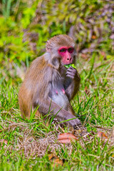 Rhesus Macaque, Macaca mulatta, Royal Bardia National Park, Bardiya National Park, Nepal, Asia