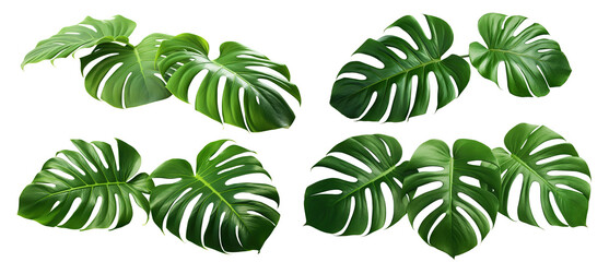 Set of green monstera leaves, cut out - obrazy, fototapety, plakaty