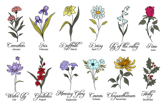 Set of birth month flowers colorful vector illustrations isolated. Carnation, daffodil, daisy, morning glory, chrysanthemum, cosmos, holly hand drawn design for logo, tattoo, wall art.