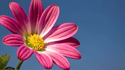 Deurstickers pink daisy flower © ehtasham