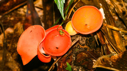 Tropical Mushroom, Tropical Rainforest, Napo River Basin, Amazonia, Ecuador, America