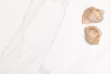Seashells on a white marble background