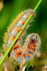 Butterfly Larva, Sierra de Guadarrama National Park, Segovia, Castilla y León, Spain, Europe