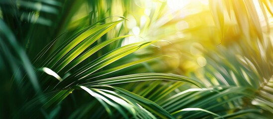 Obraz premium Detailed close-up view of abstract lines formed by tropical palm leaves, showcasing the intricate patterns and textures of the foliage.