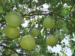 Pomelo trees laden with ripe fruit in a lush orchard