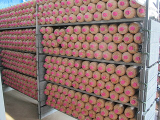 Mushroom plants arranged in order