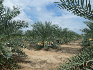 Gardens of date palm trees stand tall amidst the sand. Surrounded by lush green palm trees under a...