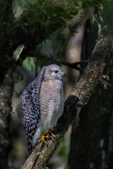 Red-shouldered Hawk