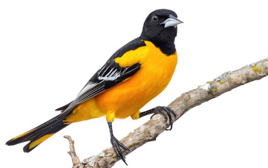 Oriole Perched on a Branch isolated on transparent Background