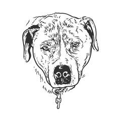 Hand drawn black and white vector illustration of a dog headshot