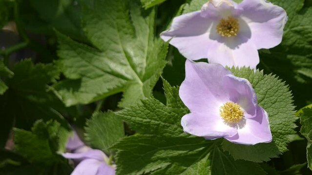 薄紫色の白根葵(シラネアオイ)のクローズアップ動画。ペールカラーの花。