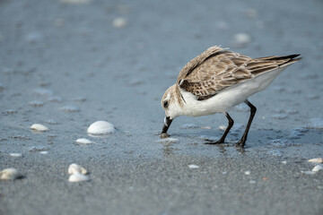 Sanderling