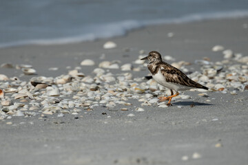 Ruddy Turnstone