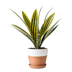 plant in a pot   Isolated Sansevieria Trifasciata: A Study of the Snake Plant on White isolated on transparent background PNG file