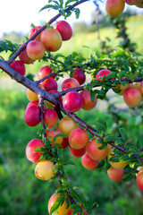 Ripe cherry plum berries in the garden on a tree. Growing cherry plums in a orchard..