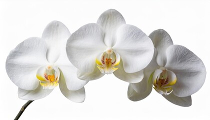 Naklejka na ściany i meble white orchid flower isolated on white background clipping path included pure elegance white orchid blooms isolated on a pristine white background