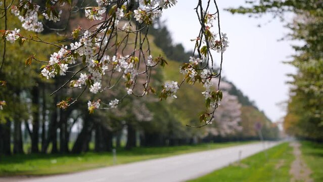 道路沿いに咲いてる桜。風に揺れる桜の花の動画。