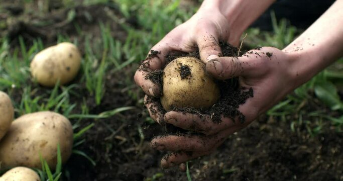 Super slow motion close up of farmer is cleaning with hands raw potatoes from soil ground freshly harvested on bio fertilized field on ecological agricultural farmland plantation at 1000 fps.